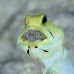 jawfish_yellowhead_oc_jar_v_0096_cub0597_crop.jpg